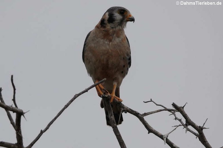 Falco sparverius brevipennis