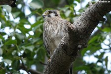 Buntfalke (Falco sparverius brevipennis) auf Curacao