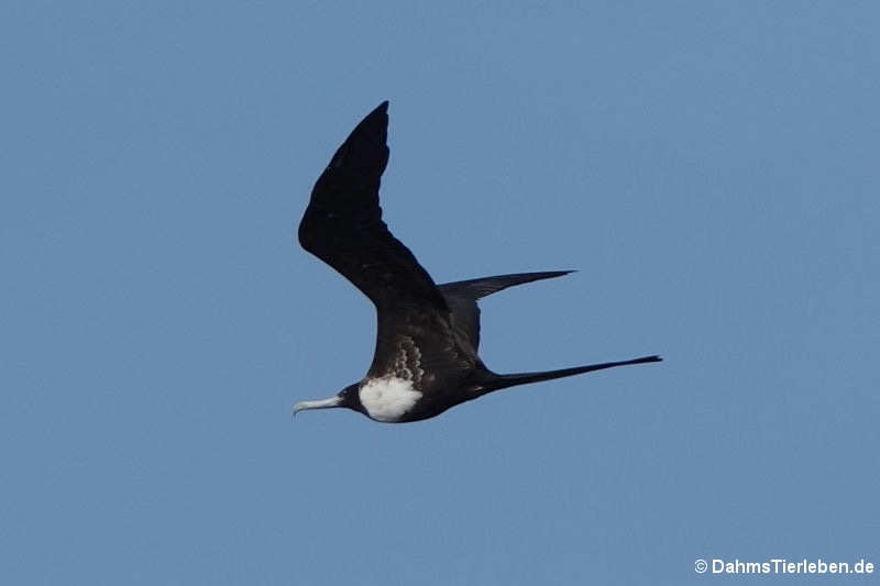 Prachtfregattvogel (Fregata magnificens)