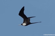 Prachtfregattvogel (Fregata magnificens) auf Curaçao