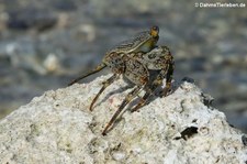 Rote Klippenkrabbe (Grapsus grapsus) auf Curaçao