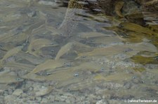 Franzosen-Grunzer (Haemulon flavolineatum) in der Jan Thielbaai auf Curaçao