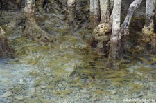 Franzosen-Grunzer (Haemulon flavolineatum) in der Jan Thielbaai auf Curaçao