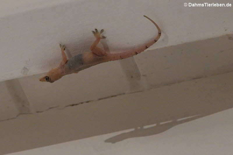 Hausgecko (Hemidactylus mabouia)