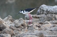 Amerikanischer Stelzenläufer (Himantopus mexicanus) auf Curaçao