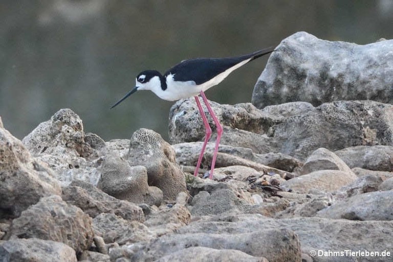 Himantopus mexicanus