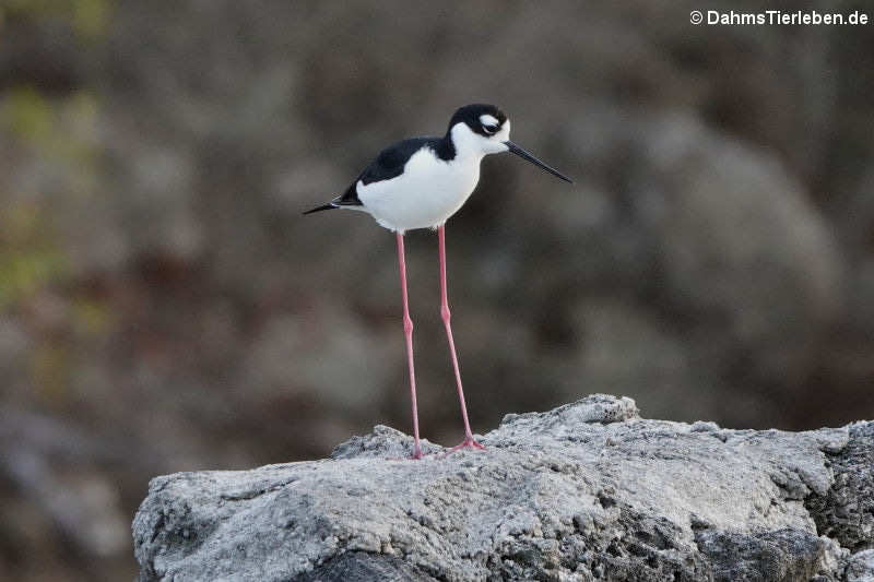 Amerikanischer Stelzenläufer (Himantopus mexicanus)