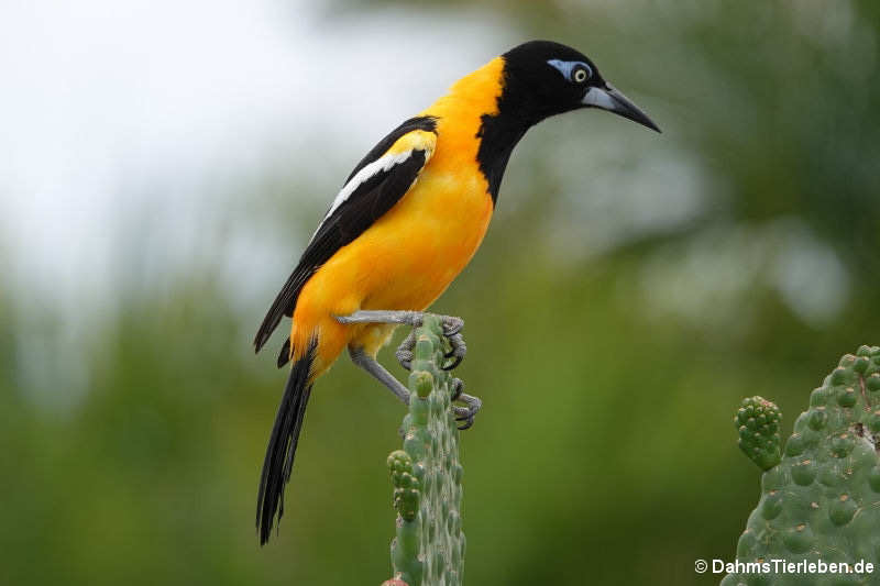 Orangetrupial (Icterus icterus ridgwayi)