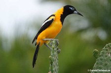 Orangetrupial (Icterus icterus ridgwayi) auf Curaçao