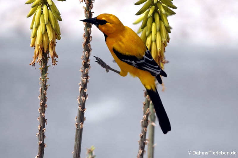 Orangebrusttrupial (Icterus nigrogularis curasoensis)