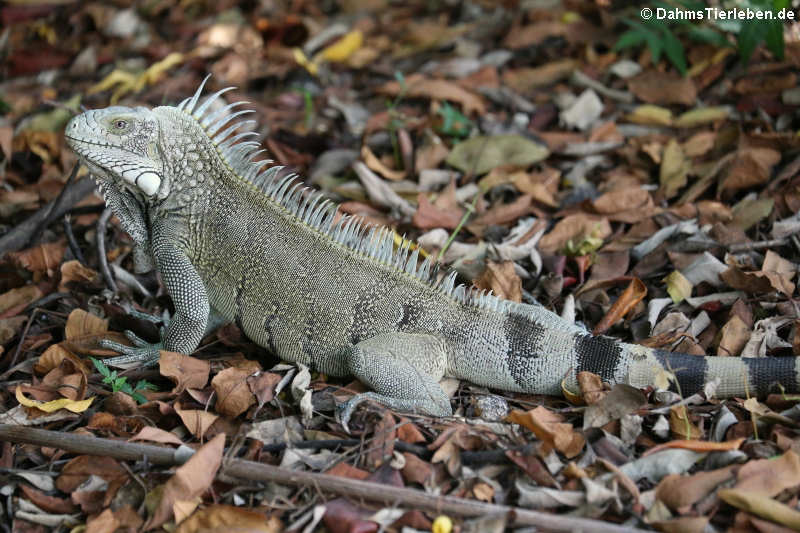 Grüner Leguan auf Curaçao