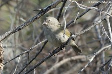 weibliche Jamaikagimpeltangare (Melanospiza bicolor sharpei) auf Curaçao