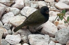 männliche Jamaikagimpeltangare (Melanospiza bicolor sharpei) auf Curaçao