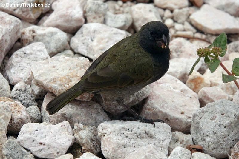 männliche Jamaikagimpeltangare (Melanospiza bicolor sharpei)