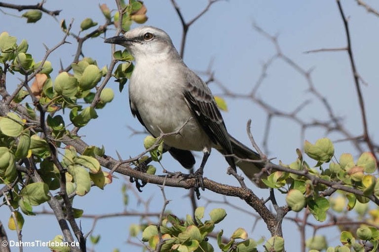 Mimus gilvus rostratus