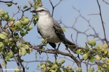 Tropenspottdrossel (Mimus gilvus rostratus) auf Curaçao