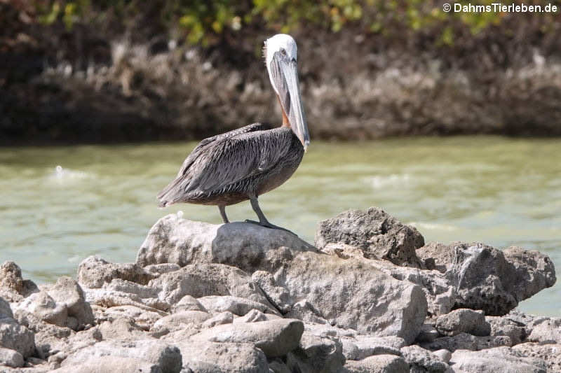 Braunpelikan (Pelecanus occidentalis occidentalis)