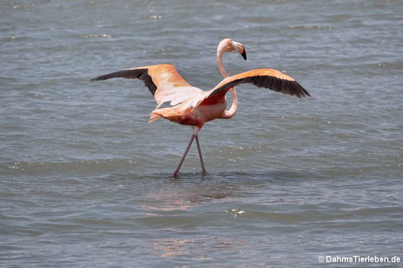 Kubaflamingo (Phoenicopterus ruber ruber)