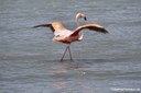 Phoenicopterus ruber ruber