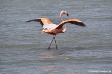 Kubaflamingo (Phoenicopterus ruber ruber) auf Curaçao