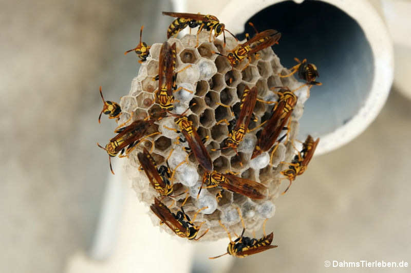 Curaçao Papierwespen (Polistes myersi curassavicus)