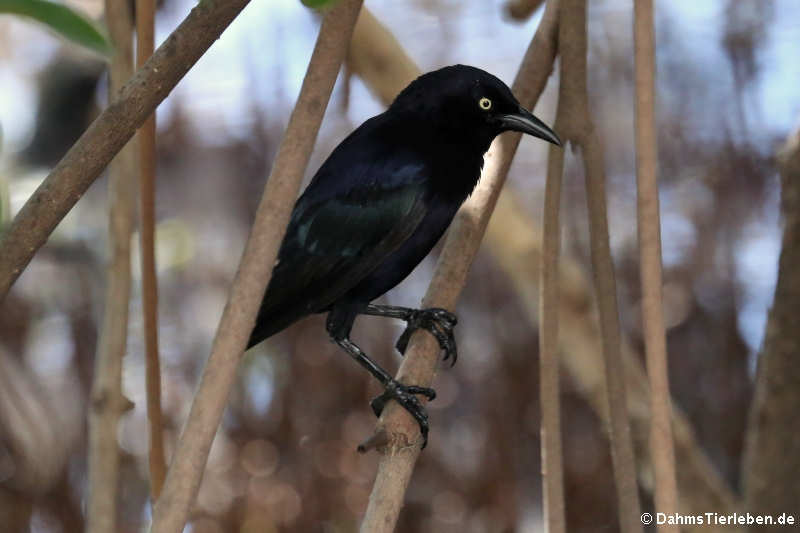 Trauergrackel (Quiscalus lugubris lugubris)