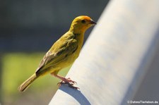 Safranammer (Sicalis flaveola flaveola) auf Curacao