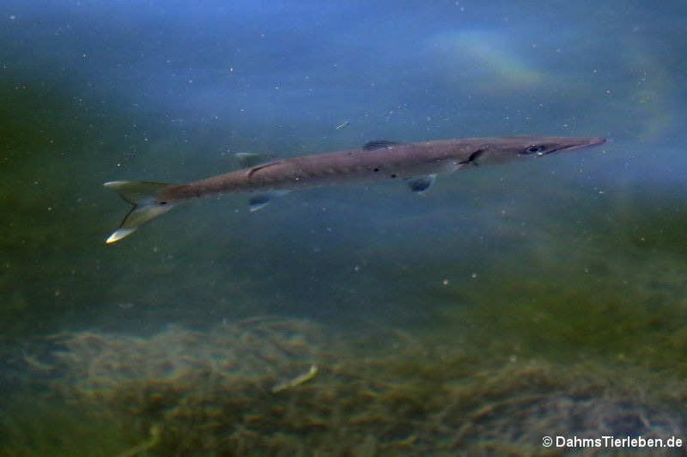 Sphyraena barracuda