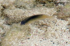 Schöner-Gregory-Barsch (Stegastes leucostictus)  in der Jan Thielbaai auf Curaçao