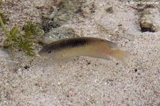 Schöner-Gregory-Barsch (Stegastes leucostictus)  in der Jan Thielbaai auf Curaçao