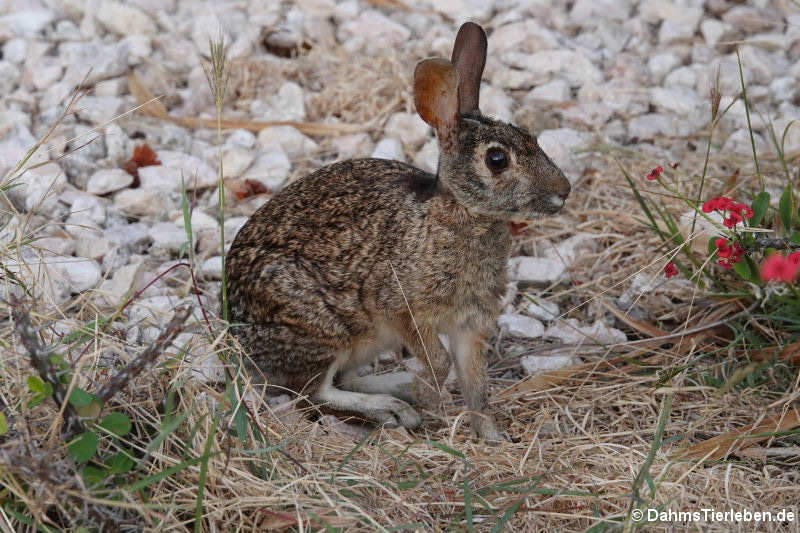 Florida-Waldkaninchen (Sylvilagus floridanus nigronuchalis)