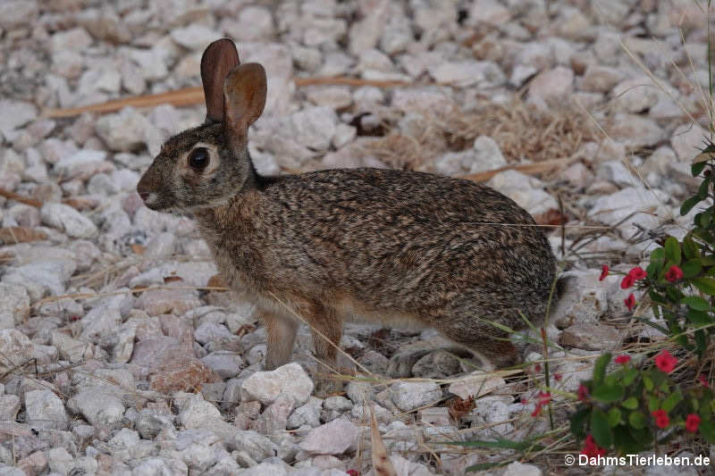 Sylvilagus floridanus nigronuchalis