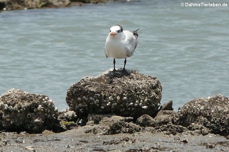 Königsseeschwalbe (Thalasseus maximus)