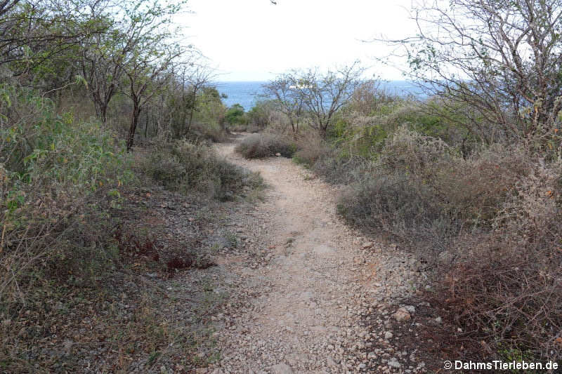 Einer der zahlreichen Trails an der Südküste