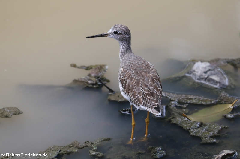 Kleiner Gelbschenkel (Tringa flavipes)