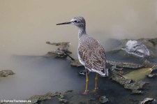 Kleiner Gelbschenkel (Tringa flavipes) auf Curacao