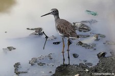 Kleiner Gelbschenkel (Tringa flavipes) auf Curaçao