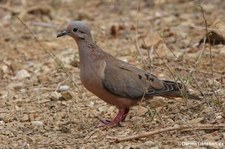 Ohrflecktaube (Zenaida auriculata vinaceorufa) auf Curaçao