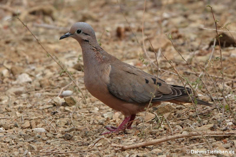 Zenaida auriculata vinaceorufa