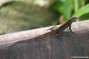 Anolis cristatellus cristatellus