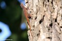 Anolis properus