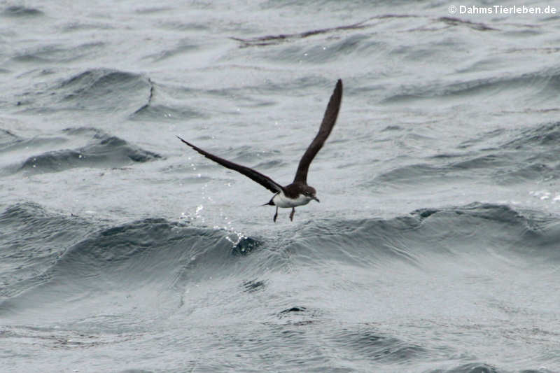 Galapagossturmtaucher (Puffinus subalaris), nahe der Küste von Bartolomé