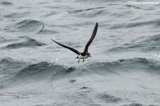 Galapagossturmtaucher (Puffinus subalaris) nahe der Galápagos-Insel Bartolomé, Ecuador