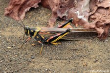 Heuschrecke (Schistocerca melanocera) auf der Galápagos-Insel Bartolomé, Ecuador