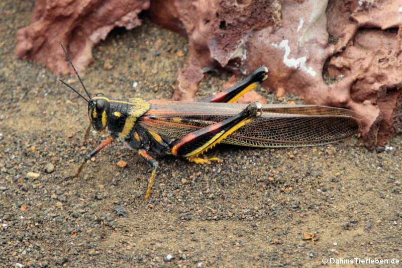 Heuschrecke (Schistocerca melanocera) auf Bartolomé