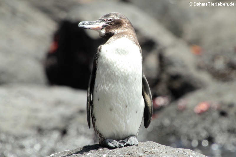 Galapagospinguin (Spheniscus mendiculus) auf Bartolomé