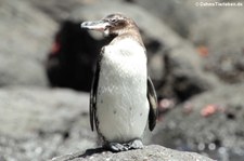 Galapagospinguin (Spheniscus mendiculus) auf der Galápagos-Insel Bartolomé, Ecuador