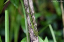 Dieser Anolis aus dem Bellavista Cloud Forest Reserve in Ecuador ist vermutlich Anolis gemmosus