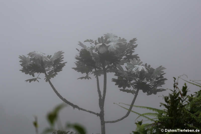 Mittendrin im Nebel