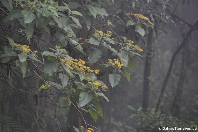 Bellavista Cloud Forest Reserve